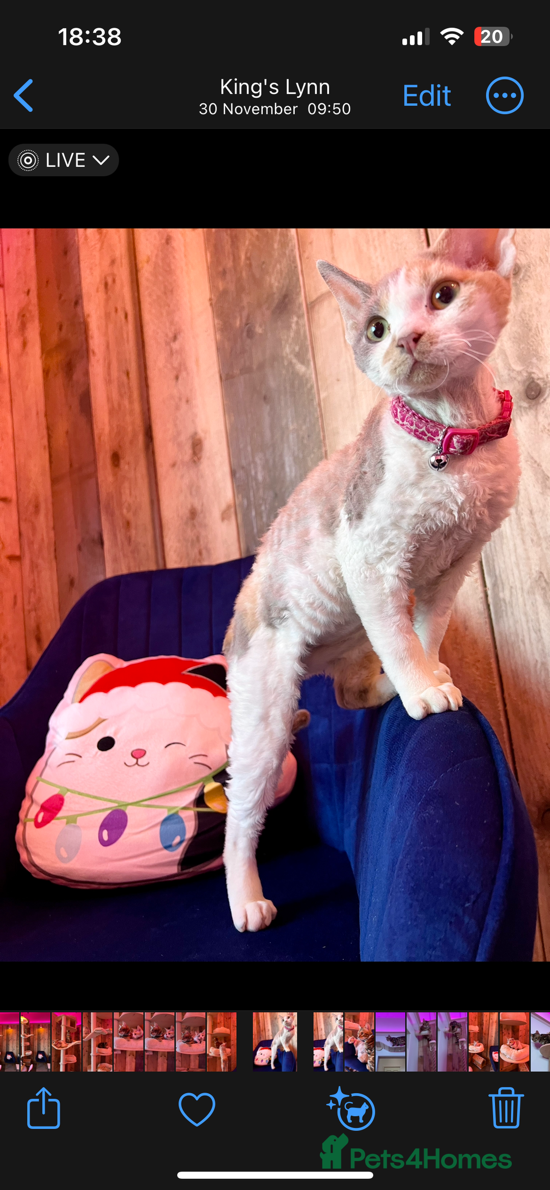 Devon Rex cats for sale: Super affectionate and friendly girl - Image 10