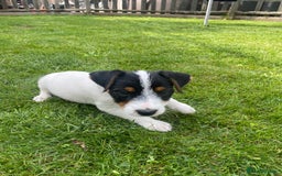 Jack Russell dogs for sale: Jack Russell terrier puppies - Image 14