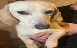 Miniature Dachshund dogs for sale: Minature cream Daschund boy  - Advert 8