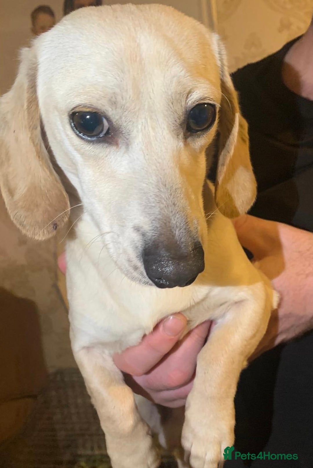 Miniature Dachshund dogs for sale: Minature cream Daschund boy  - Advert 8