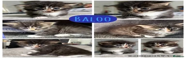 Baloo