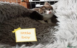 Mixed Breed cats for sale: Kittens gorgeous playful babys - Image 17
