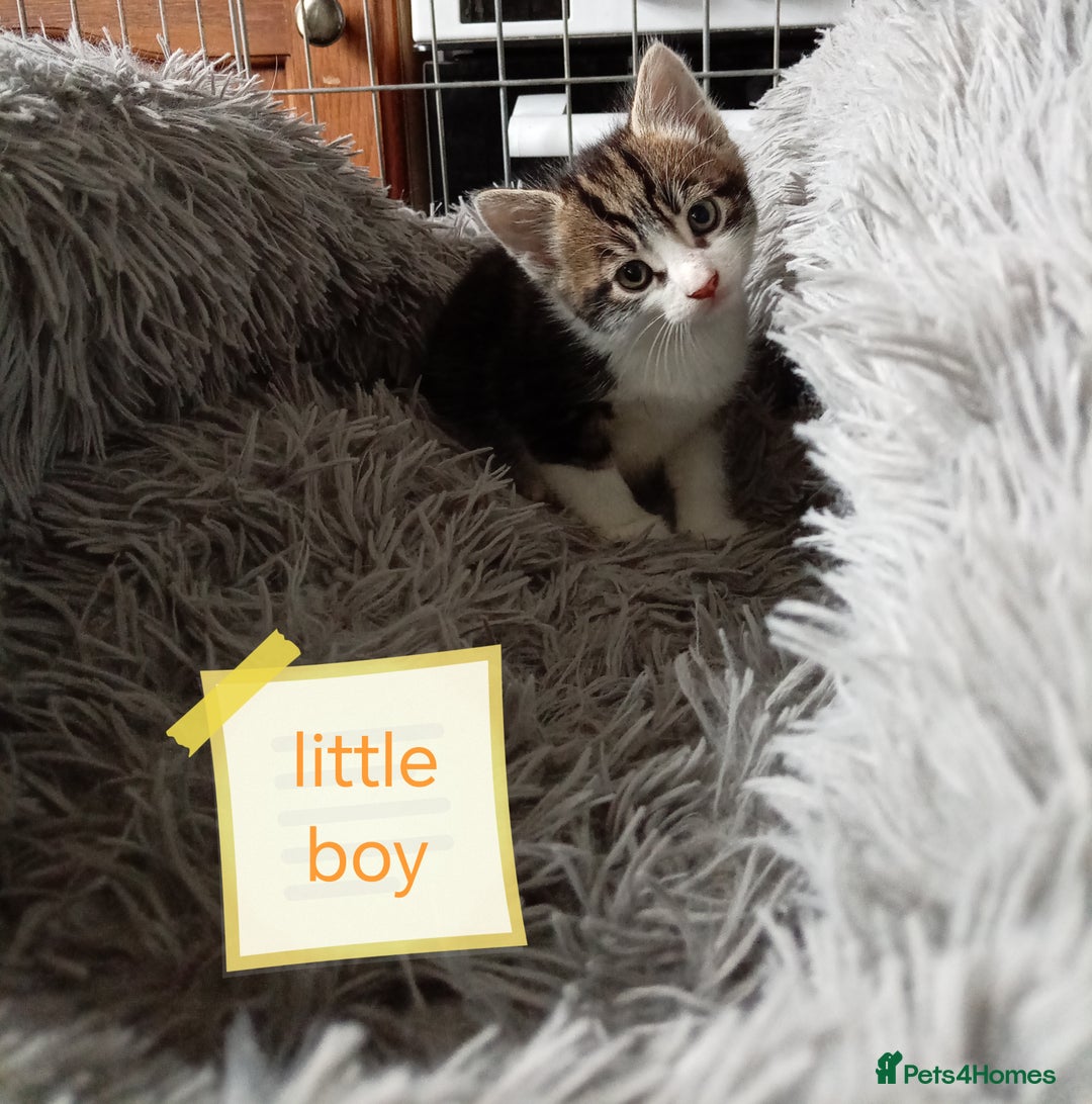 Mixed Breed cats for sale: Kittens gorgeous playful babys - Image 17