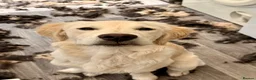 Golden Retriever dogs for sale: 7 month old Golden retriever  in Derby - Advert 3
