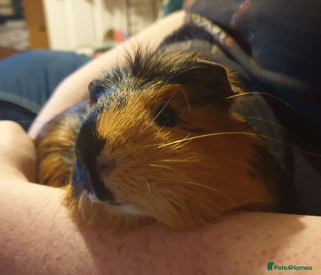 Guinea Pig rodents for sale: Guinea Pig For Sale - Good Home Only in Bridgend - Advert 1