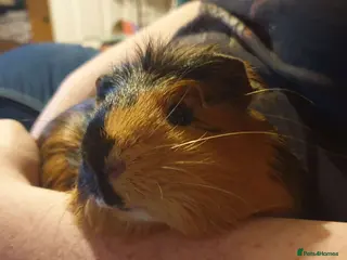 Guinea Pig rodents Guinea Pig For Sale - Good Home Only in Bridgend - Advert 1