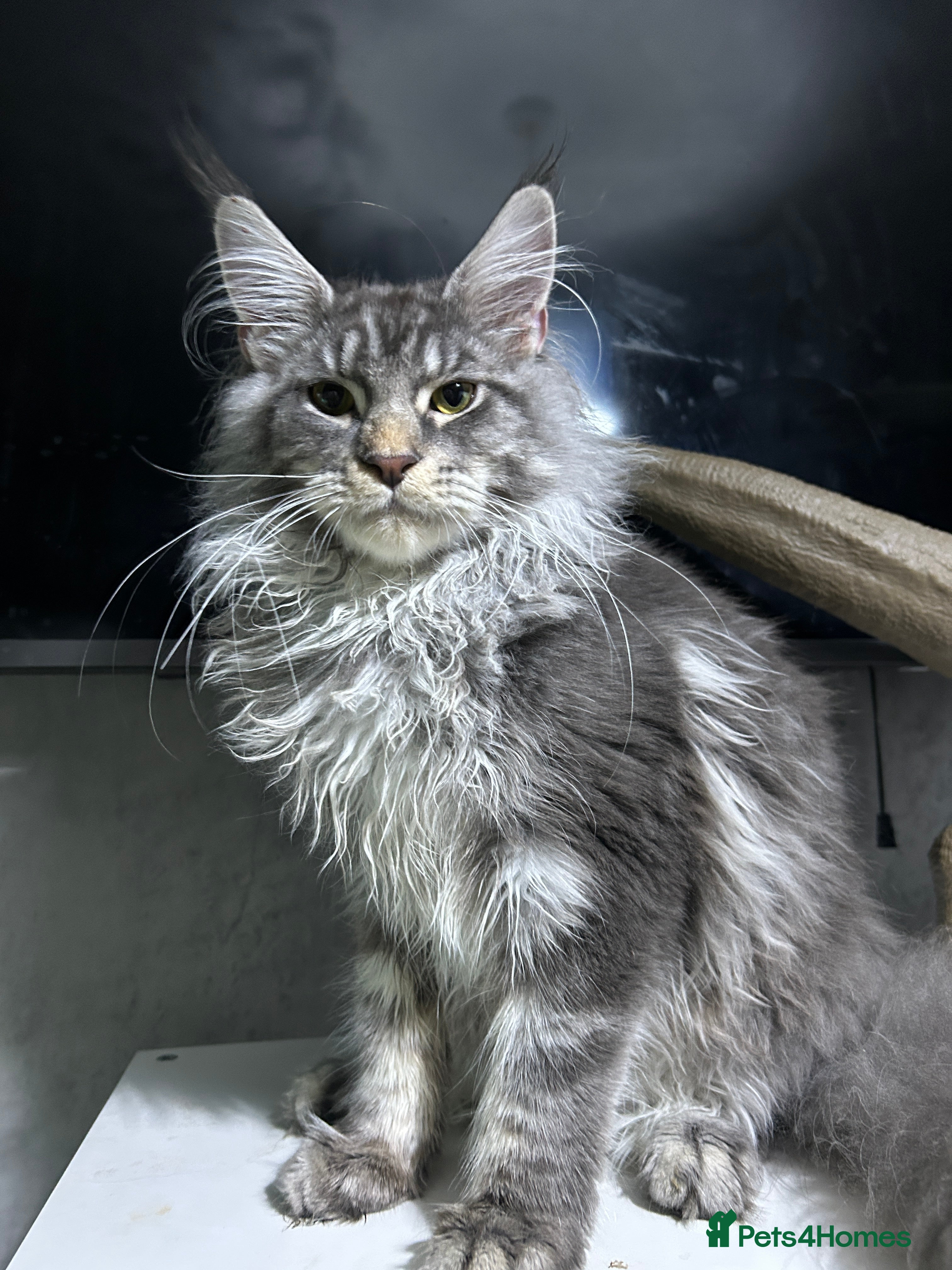 Maine Coon cats Maine coon boy  - Advert 11