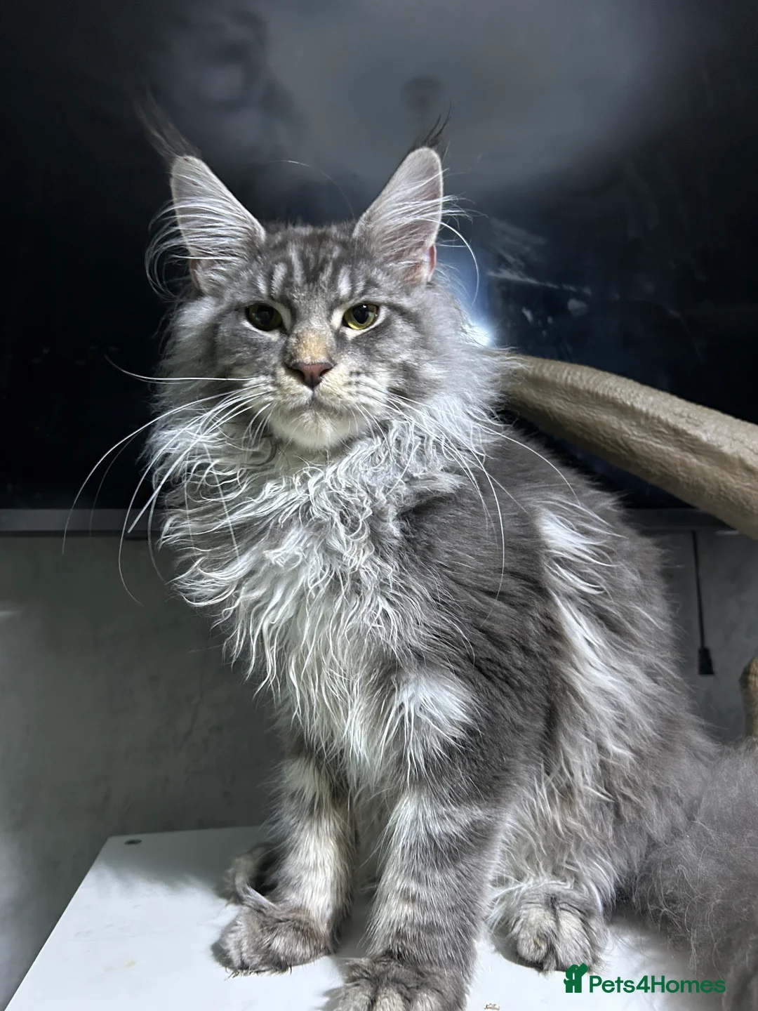 Maine Coon cats for sale: Maine coon boy  - Advert 1
