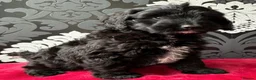 Cockapoo dogs for sale: F1 cockapoo puppies ready now  - Advert 5