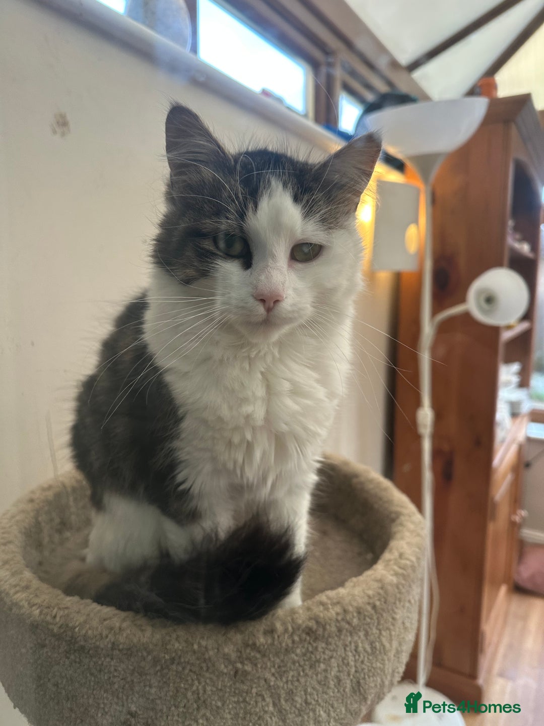 Mixed Breed cats for sale: Dragan  - Advert 6