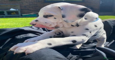 Dalmatian dogs - Advert 8