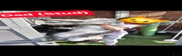 Maine Coon cats for sale: 8 GCCF Pedigree Maine Coon Kittens - Blue & Black  - Advert 8