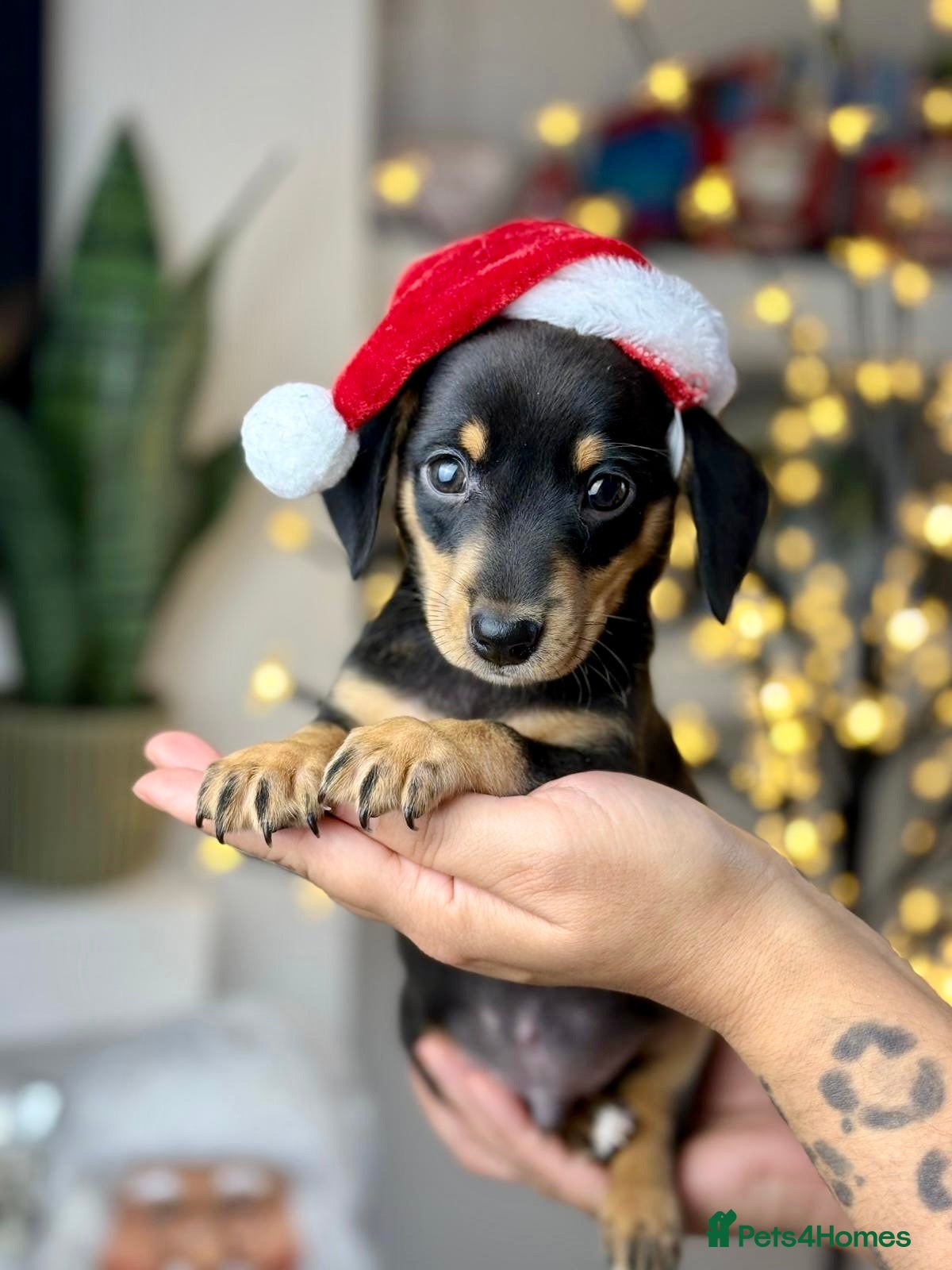 Miniature Dachshund dogs Only one boy left🐶 smooth haired🐾 - Advert 1