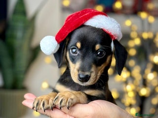 Miniature Dachshund dogs Only one boy left🐶 smooth haired🐾 - Advert 5