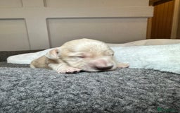 Miniature Dachshund dogs for sale: Clear Cream Miniature Dachsunds - Image 23