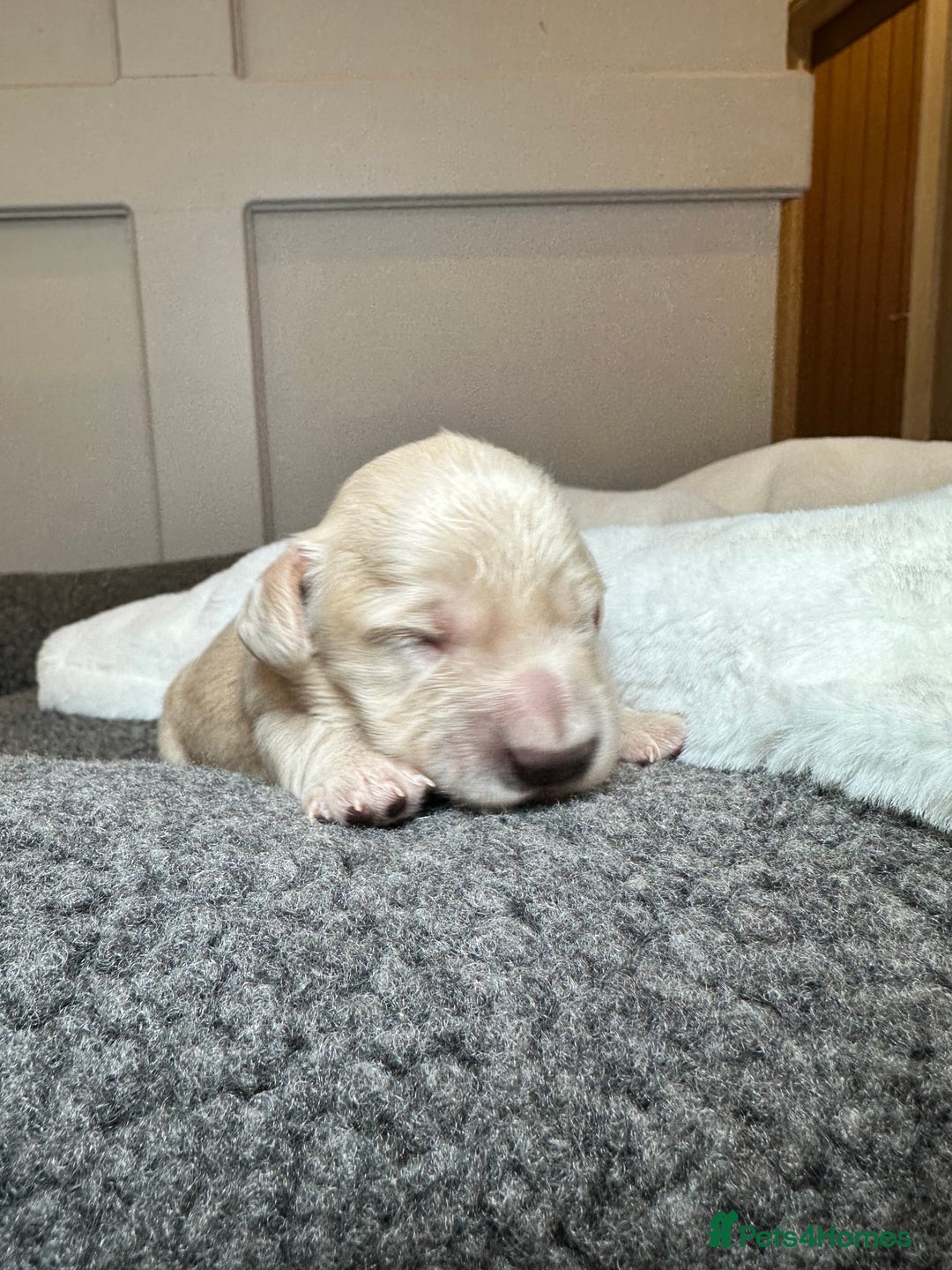 Miniature Dachshund dogs for sale: Clear Cream Miniature Dachsunds - Image 23