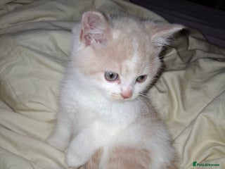 British Shorthair cats Purebred British Shorthair Kittens. Calico/Cream - Advert 2
