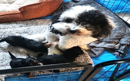 Cavapoo dogs for sale: Adorable F2 Cavapoo Puppies  - Image 6
