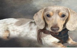 Dachshund dogs for sale: Wife haired x smooth dachshund puppy’s  - Image 8