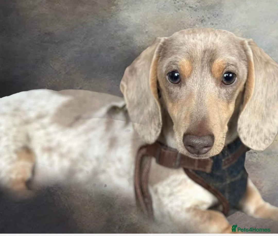 Dachshund dogs for sale: Wife haired x smooth dachshund puppy’s  - Image 8