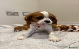 Cavalier King Charles Spaniel dogs for sale: Extensively health tested parent cavalier puppy’s  - Image 17