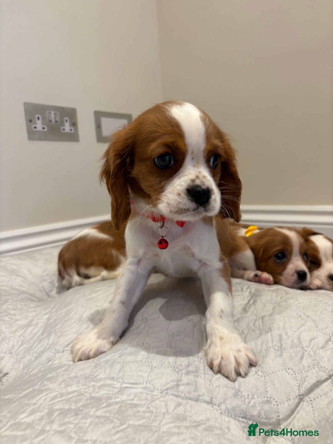 Cavalier King Charles Spaniel dogs for sale: Extensively health tested parent cavalier puppy’s  - Image 17