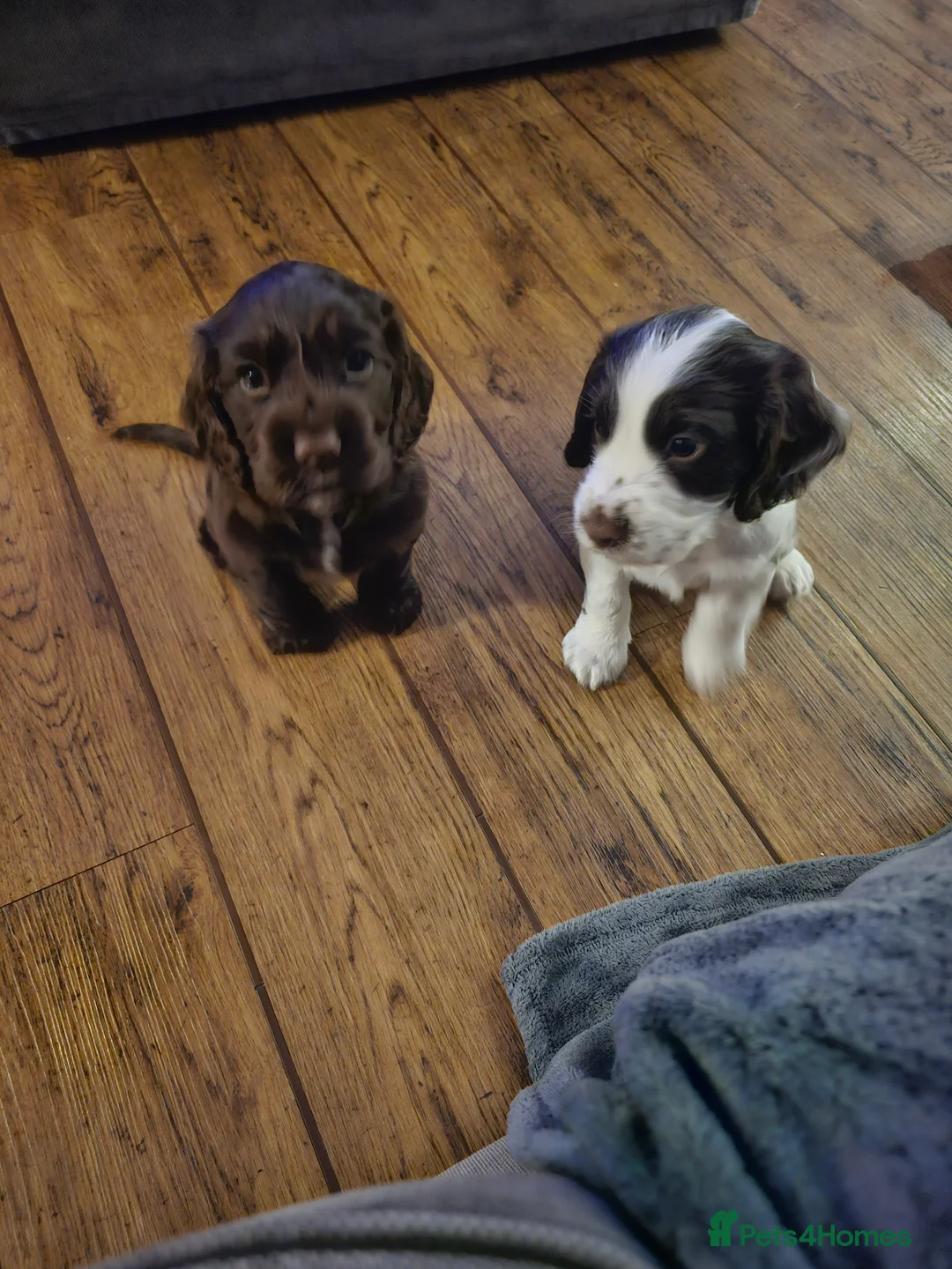 Cocker Spaniel dogs for sale: Male cocker spaniel pups - Advert 6