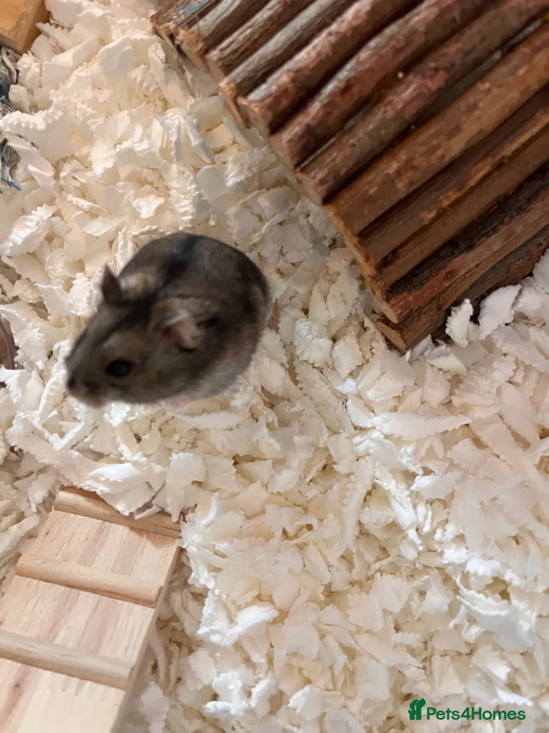 Hamster rodents for sale: Hamster for sale in Denbigh - Advert 2