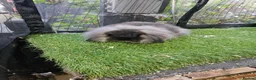 Mini Lop rabbits for sale: Seal point & sable lion lop baby rabbits 9 weeks - Advert 2