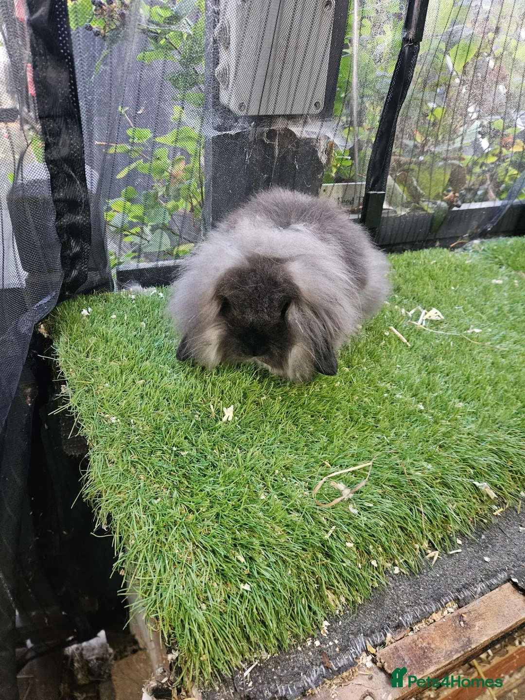 Mini Lop rabbits for sale: Seal point & sable lion lop baby rabbits 9 weeks - Advert 2
