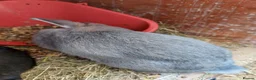 Mixed Breed rabbits for sale: Male mixed breed rabbit  - Advert 3