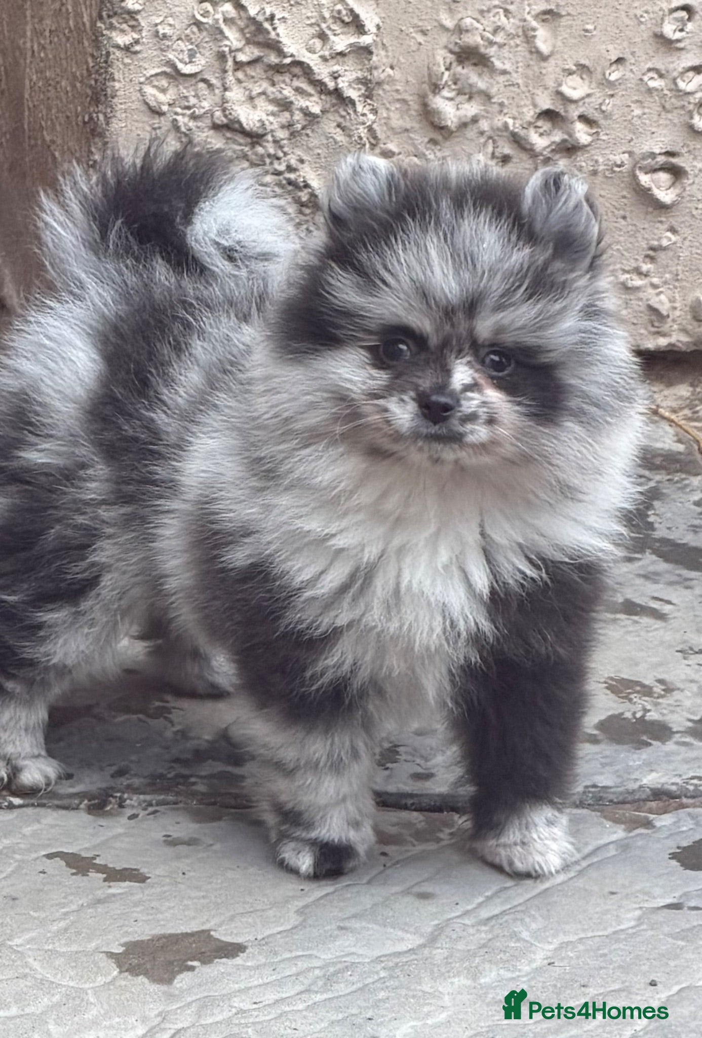 Pomeranian dogs 💙🏆£1700 2 males  READY THIS WEEKEND 💙🏆 - Advert 8