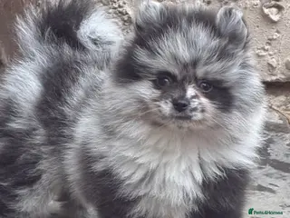 Pomeranian dogs 💙🏆£1700 2 males READY THIS WEEKEND 💙🏆 - Advert 8