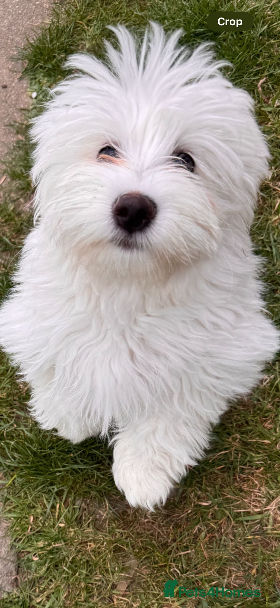 Mixed Breed dogs Maltichon Puppies - Advert 3