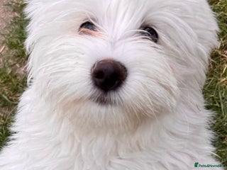 Mixed Breed dogs Maltichon Puppies - Advert 3