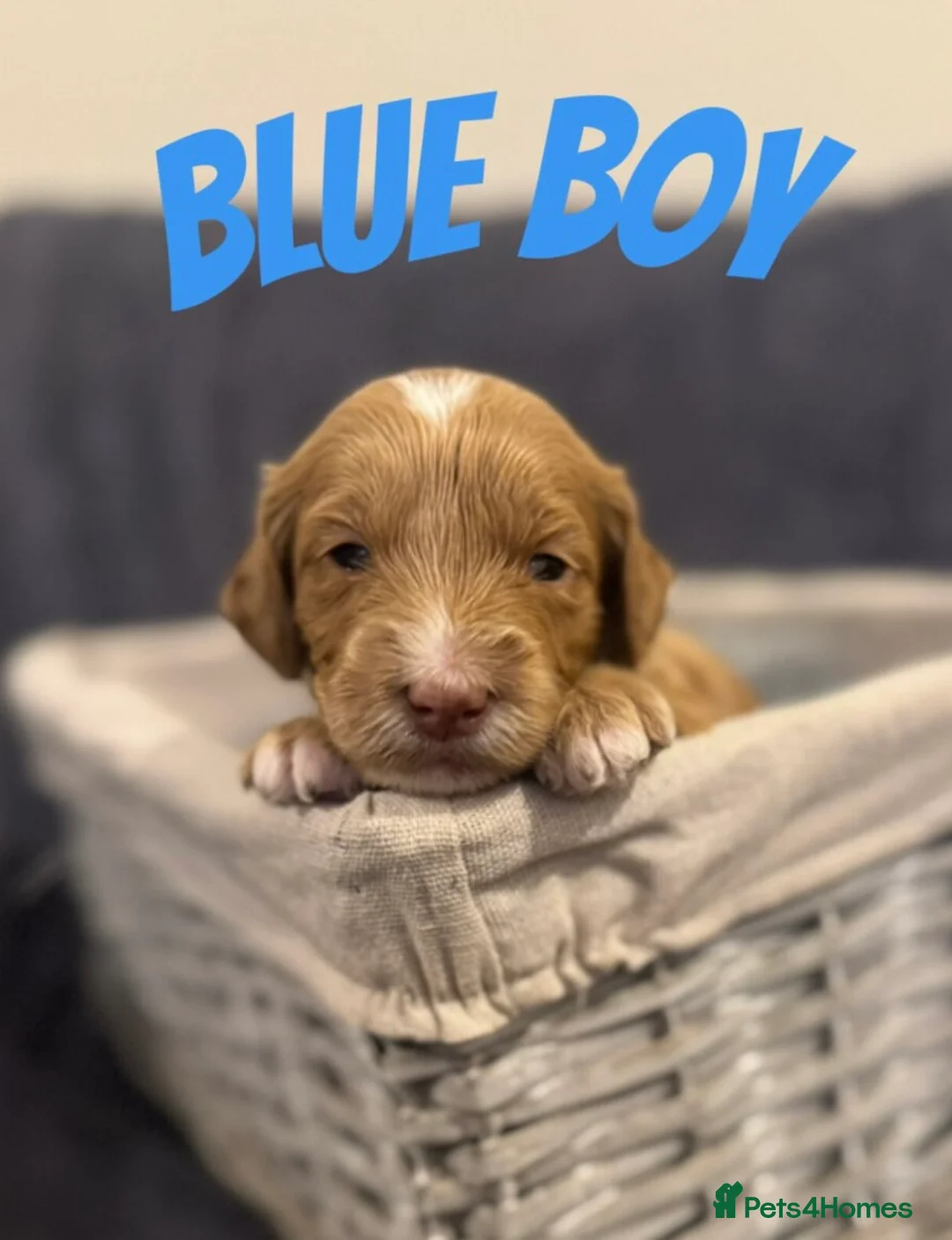 Mixed Breed dogs for sale: Goldendoodle x Cockapoo Puppies (Double Doodles) - Advert 6