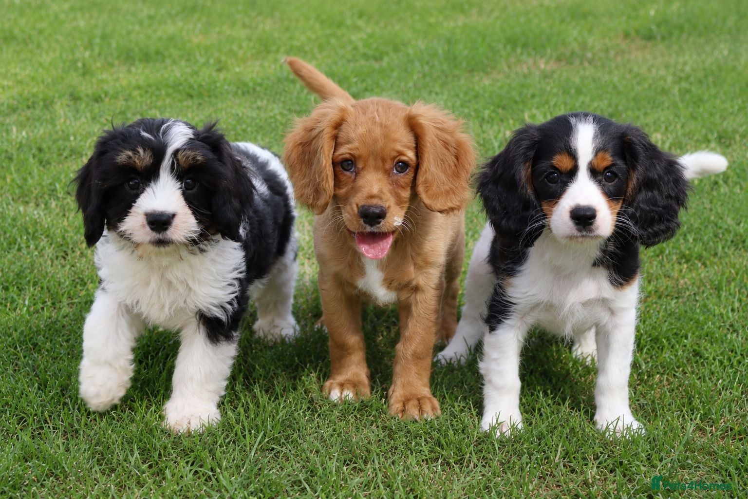 Cockapoo dogs Cockerlierpoo puppies for sale - Advert 1
