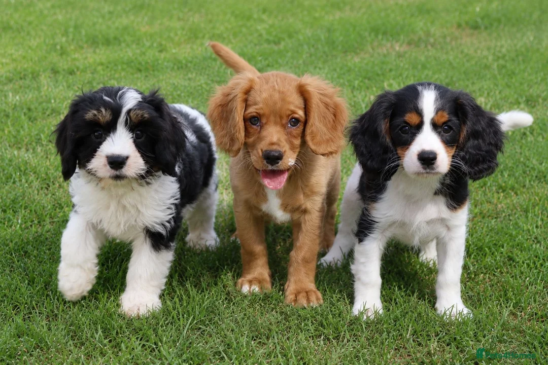 Cockapoo dogs for sale: Cockerlierpoo puppies for sale - Advert 1