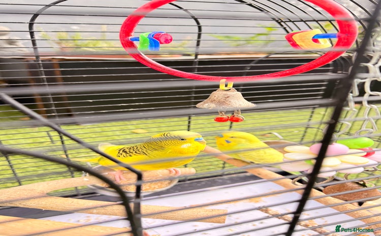 Budgerigars birds - Advert 2