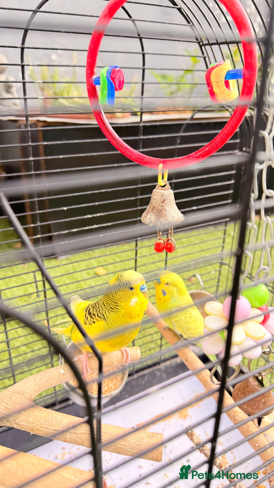 Budgerigars birds for sale: Budgies for sale  - Image 1