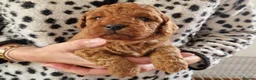 Cavapoo dogs for sale: Cavapoo puppies Fully Health Tested Fox Red  - Advert 1