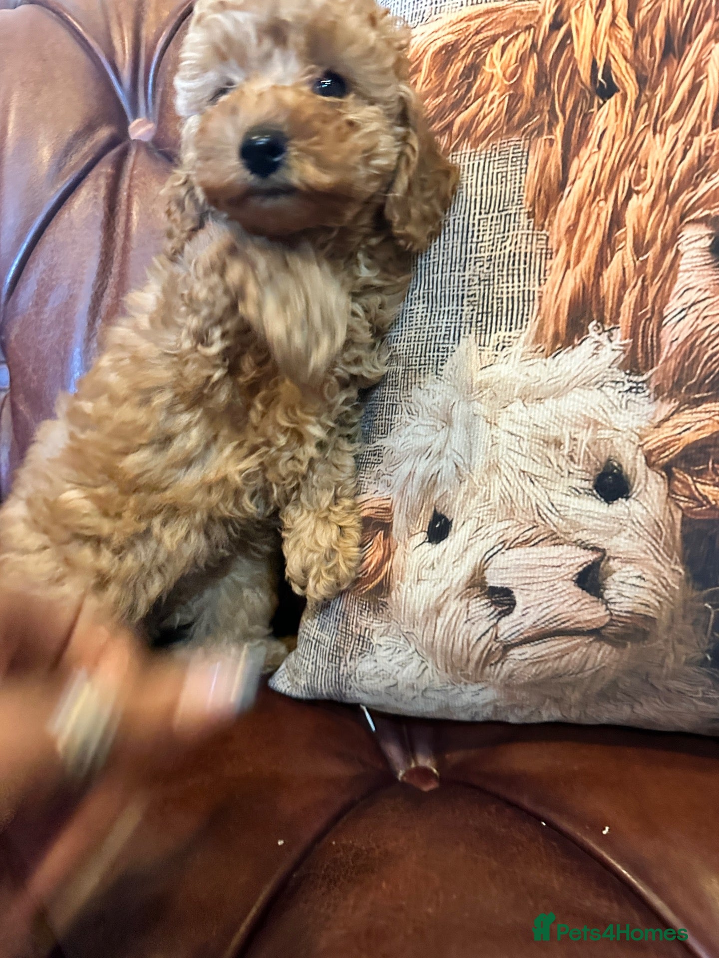 Miniature Poodle dogs 4 RED ADORABLE MINIATURE POODLE PUPPIES - Advert 3