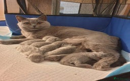 British Shorthair cats for sale: Adorable BSH 9 Weeks Old Ready for Forever Homes - Image 6