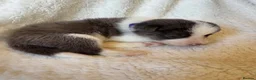 Border Collie dogs for sale: Pure Bred Border Collie Puppies For Sale - Advert 19