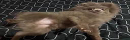 Pomeranian dogs for sale: Antonio / Tonio - Advert 13