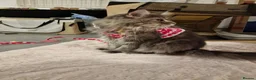 Maine Coon cats for sale: Stunning Dolly tica registered blue ticked tabby - Advert 15