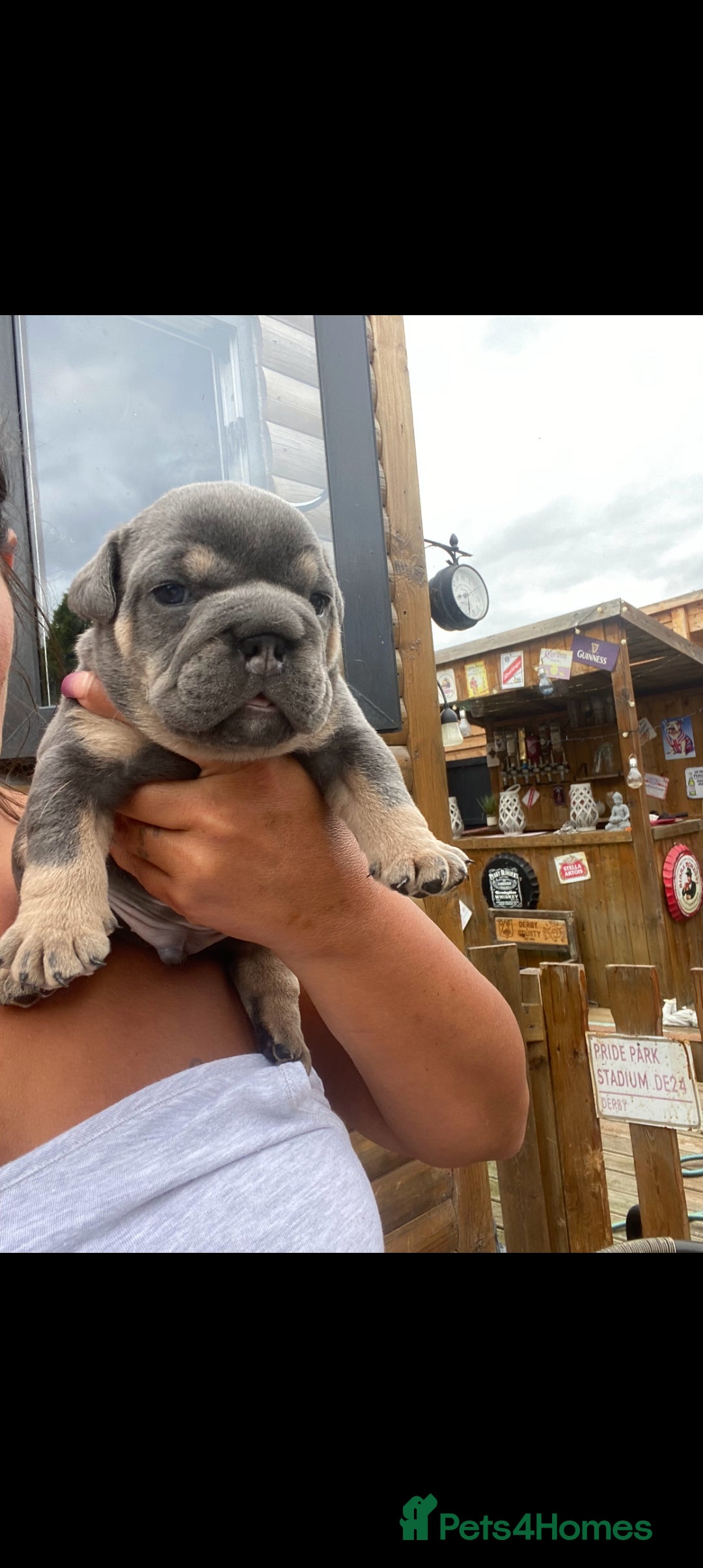 English Bulldog dogs for sale: KC REGISTERED ENGLISH BULLDOGS  - Image 23