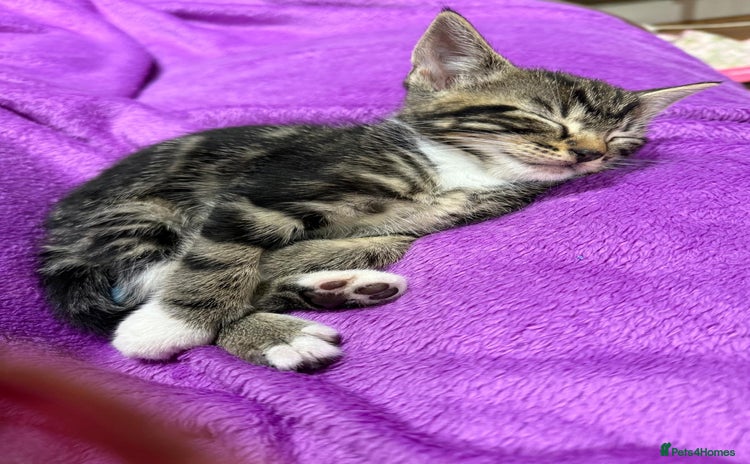 Mixed Breed cats - Advert 7