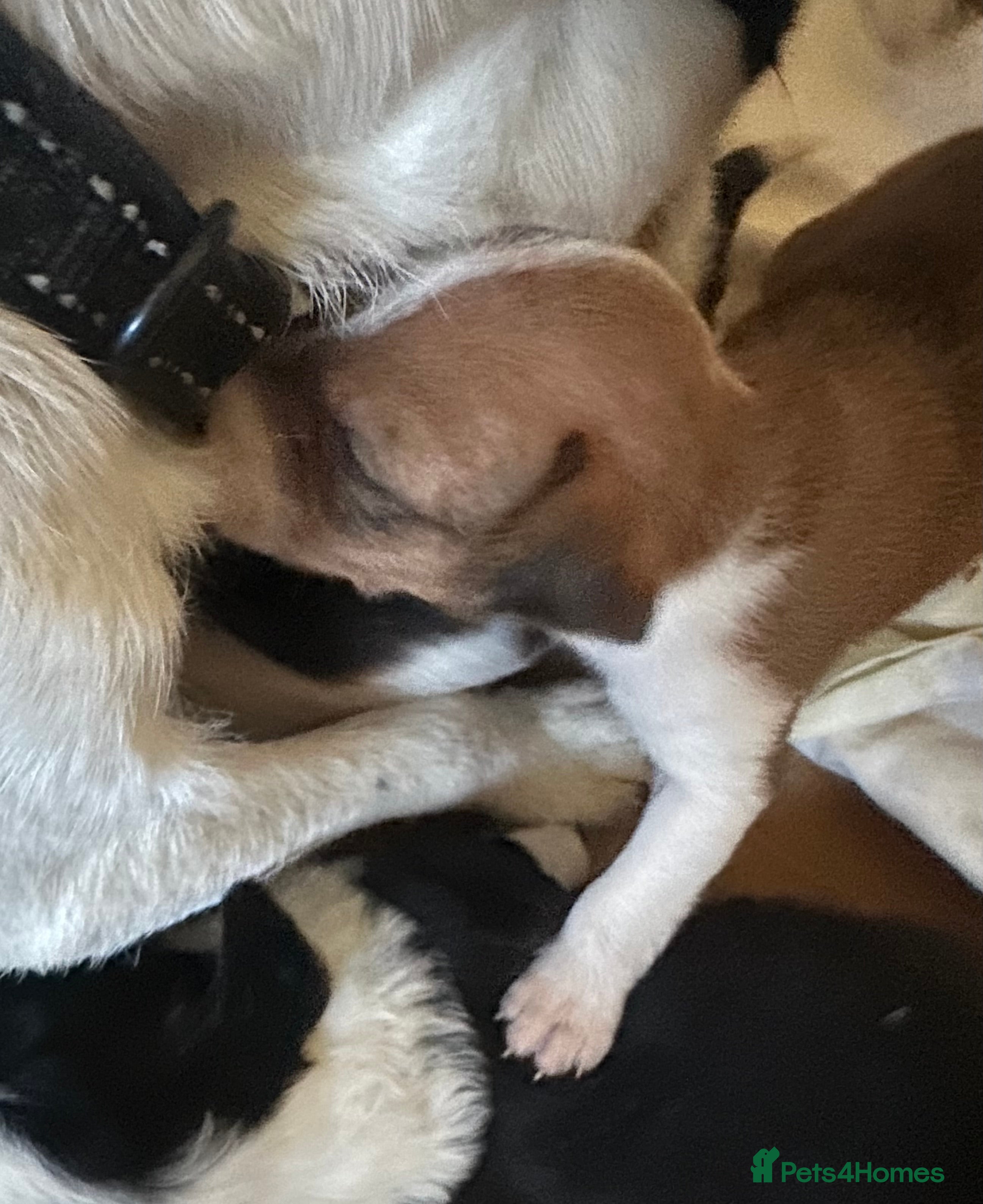 Mixed Breed dogs Cutest jack russell / spaniel / collie mix - Advert 1