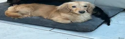 Dachshund dogs for sale: Cream Miniature Dachshund long-haired  - Advert 7